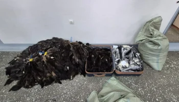 Таможенники пресекли контрабанду шкур соболя и шиншиллы на Дальнем Востоке