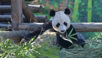 В Московском зоопарке обновят некоторые вольеры и начнут ремонт территории