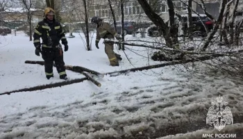 МЧС: Шесть человек пострадали из-за падения деревьев в Подмосковье