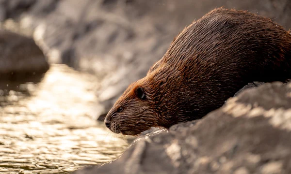 Ученый Башинский назвал самый заселенный бобрами район Москвы