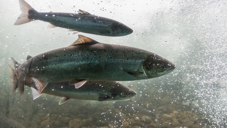 Губернатор Камчатки Солодов сообщил о сложной ситуации с лососем в регионе Губернатор Камчатки Солодов сообщил о сложной ситуации с лососем в регионе