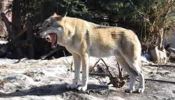 «Сегодня особенно музыкальны»: волки Рада и Тарзан завели необычную волчью песню