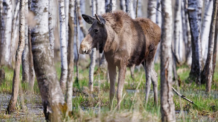 Число лосей в областной части «Лосиного острова» в 2026 году выросло до 43 особей Число лосей в областной части «Лосиного острова» в 2026 году выросло до 43 особей