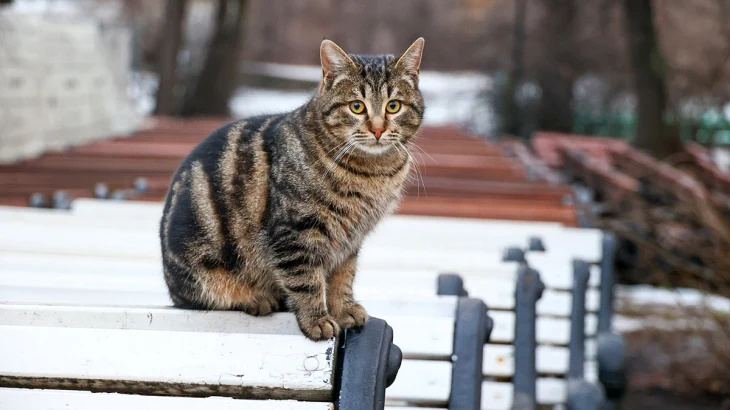 Вильфанд: Снег накроет 92 процента территории России на следующей неделе Вильфанд: Снег накроет 92 процента территории России на следующей неделе