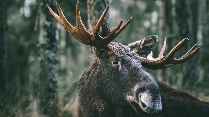 Биолог Федоров объяснил рекордное число лосей в Подмосковье Биолог Федоров объяснил рекордное число лосей в Подмосковье