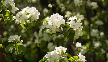 Яблони, груши, вишни, сливы: живописные места Москвы, где можно увидеть их цветение