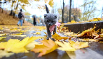 Метеоролог Позднякова рассказала, ждать ли снег и мороз в Москве до конца октября&nbsp;