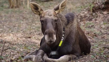 Юные горожане выберут имена для лосей из национального парка &laquo;Лосиный Остров&raquo;