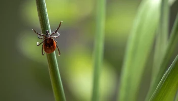 Роспотребнадзор зафиксировал в Подмосковье 10 обращений после укусов клещей