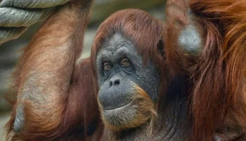 "Дом приматов" в Московском зоопарке будет закрыт 25 марта
