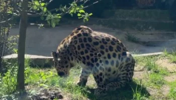 «Нельзя отказать»: Московский зоопарк показал поедающего весеннюю траву леопарда