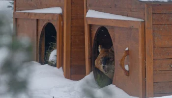 Московский зоопарк показал кадры с красным волком, прячущимся от непогоды