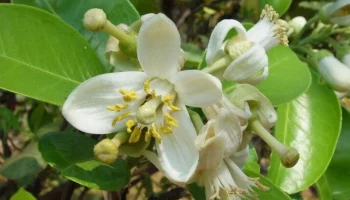 Помело расцвело в "Аптекарском огороде" в Москве