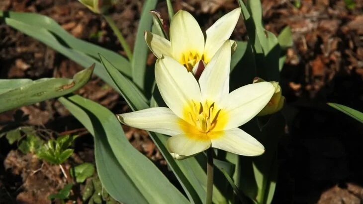 Первые в Москве тюльпаны расцвели в "Аптекарском огороде"