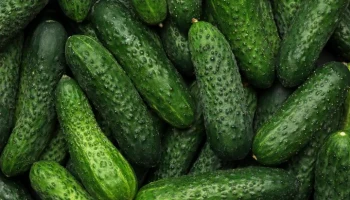 Польские аграрии призвали запретить импорт огурцов из России