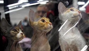 Москвичей пригласили на выставку домашних животных &laquo;ЗооПалитра&raquo;