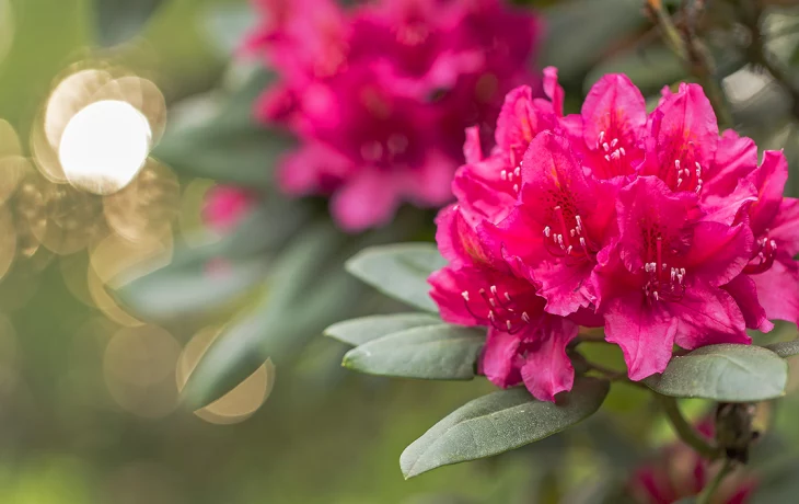 &laquo;Торопит растения&raquo;: Позднякова рассказала о влиянии жаркой погоды в Москве