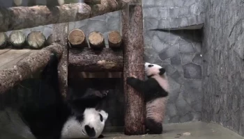 &laquo;Учись, дочка&raquo;: Московский зоопарк показал, как панда Катюша делает маникюр