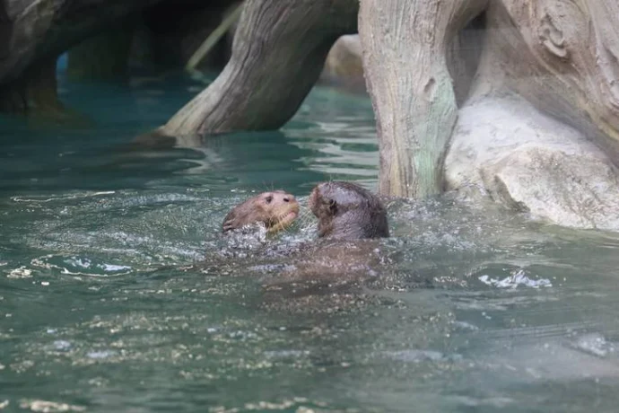 Собянин: Около 600 детенышей появились на свет в Московском зоопарке в 2025 году