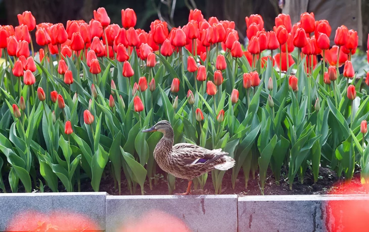 Синоптики сообщили о теплой и сухой погоде в Москве 15 мая