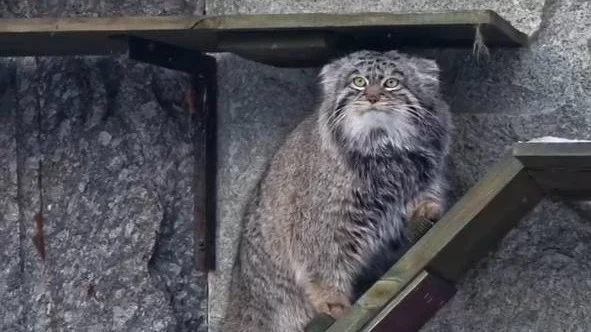 «Немного оптимизма»: Московский зоопарк показал позитивное утро манула Тимоши «Немного оптимизма»: Московский зоопарк показал позитивное утро манула Тимоши