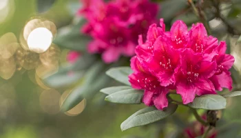 &laquo;Торопит растения&raquo;: Позднякова рассказала о влиянии жаркой погоды в Москве