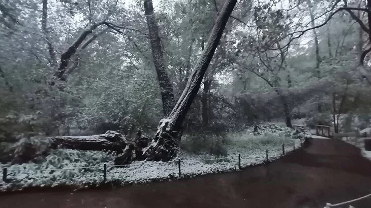 В московском "Аптекарском огороде" из-за снегопада упала 300-летняя ива