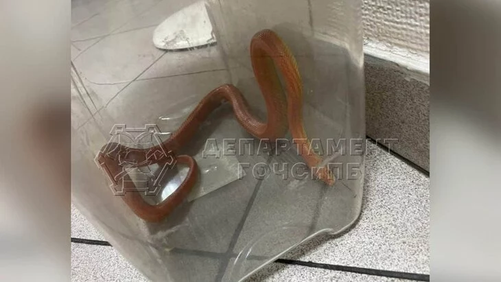 Спасатели поймали змею в спальне жителей Северного Медведкова Спасатели поймали змею в спальне жителей Северного Медведкова