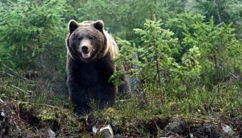 Гризли растерзал велосипедиста в районе нацпарка в американском штате Монтана
