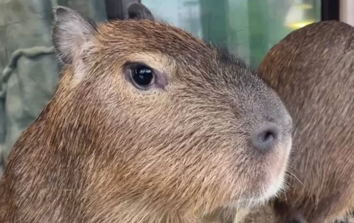 «Полный дзен»: Московский зоопарк показал подросших детенышей капибар «Полный дзен»: Московский зоопарк показал подросших детенышей капибар