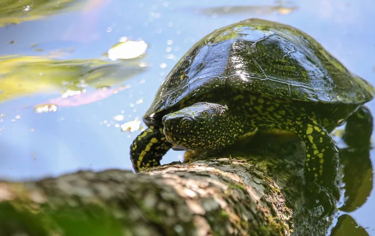 Москвичей пригласили на мастер-классы ко Всемирному дню черепахи Москвичей пригласили на мастер-классы ко Всемирному дню черепахи