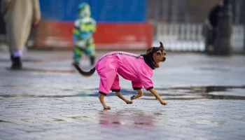 Синоптик Ильин сообщил, что в Москву к концу недели придет настоящая весна
