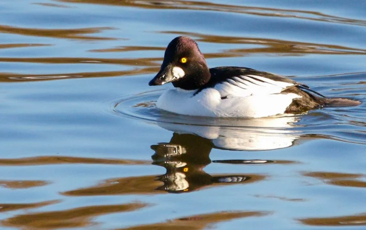 Москвичам рассказали о зимующих в городе водоплавающих птицах Москвичам рассказали о зимующих в городе водоплавающих птицах