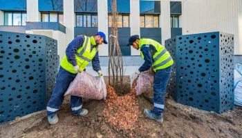 Еще около 400 деревьев высадили возле столичных поликлиник в 2025 году