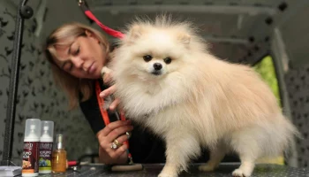 Собянин: В июне в Москве пройдет цикл мероприятий для собак и их владельцев