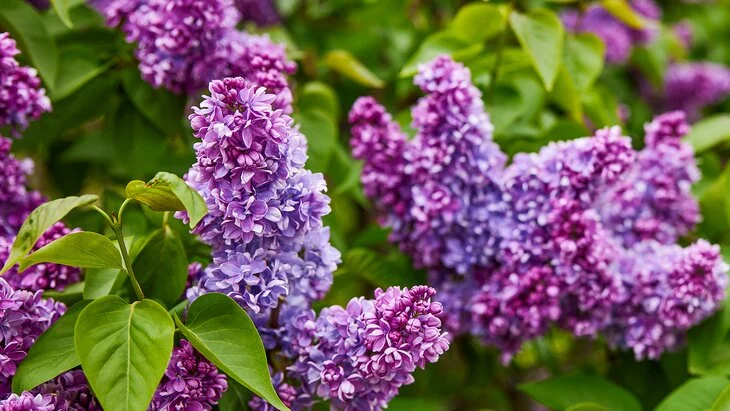 Биолог Филин: первые соцветия сирени могут появиться в Москве уже в марте Биолог Филин: первые соцветия сирени могут появиться в Москве уже в марте