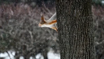 Синоптик Ильин: Наступление метеорологической зимы в Москве переносится