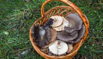 Строчки, сморчки и не только: какие грибы можно собрать в лесах Подмосковья весной