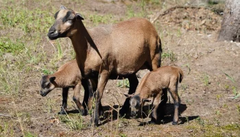 Два ягненка родились в филиале Московского зоопарка в Великом Устюге