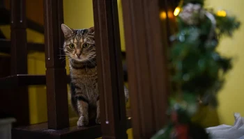 С сервисом &laquo;Моспитомец&raquo; помогать животным станет проще для каждого