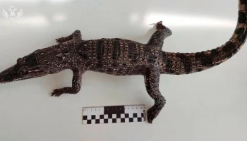 Таможенники нашли чучело сиамского крокодила в багаже пассажирки из Вьетнама