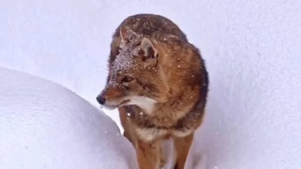 «Пламя среди сугробов»: Московский зоопарк показал зимнюю прогулку шакала Рыжего «Пламя среди сугробов»: Московский зоопарк показал зимнюю прогулку шакала Рыжего