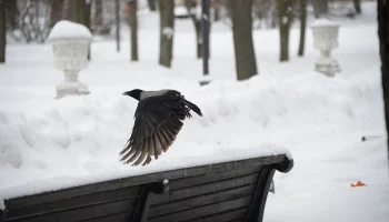 Синоптик Тишковец: Приход ранней и своевременной весны в Москве маловероятен