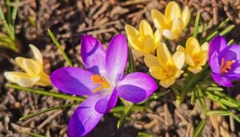 Ежегодная природоохранная акция "Первоцвет" началась в Москве