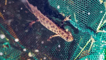 Редкую амфибию нашли в столичном парке &laquo;Измайлово&raquo;