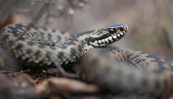 Гадюки проснулись в Новой Москве и Подмосковье