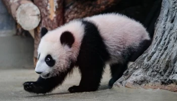 Панде Катюше открыли доступ в уличный вольер