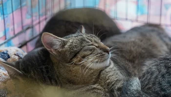 Около 1,5 тысячи волонтеров помогают в городских приютах для животных Около 1,5 тысячи волонтеров помогают в городских приютах для животных