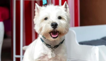 Маркет для животных будет открыт на мероприятии &laquo;Моспитомец х Четвероногий друг&raquo;