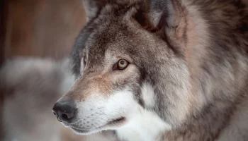 «Разбирается с завалами»: Московский зоопарк показал, как волк Тарзан копает снег